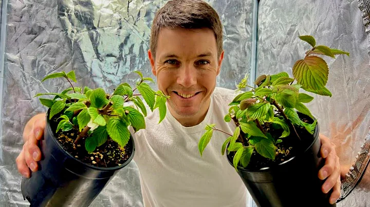 How to Root Viburnum Cuttings | Plant Propagation Techniques for Rooting Hardwood Cuttings