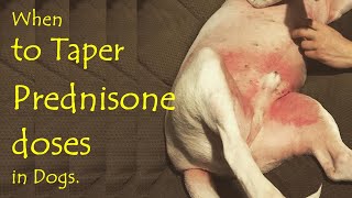 When is the right time to taper prednisone dose in dogs? by My Pet Checkup 591 views 1 year ago 14 minutes, 44 seconds