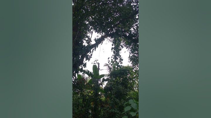 This Tree is 50 years old