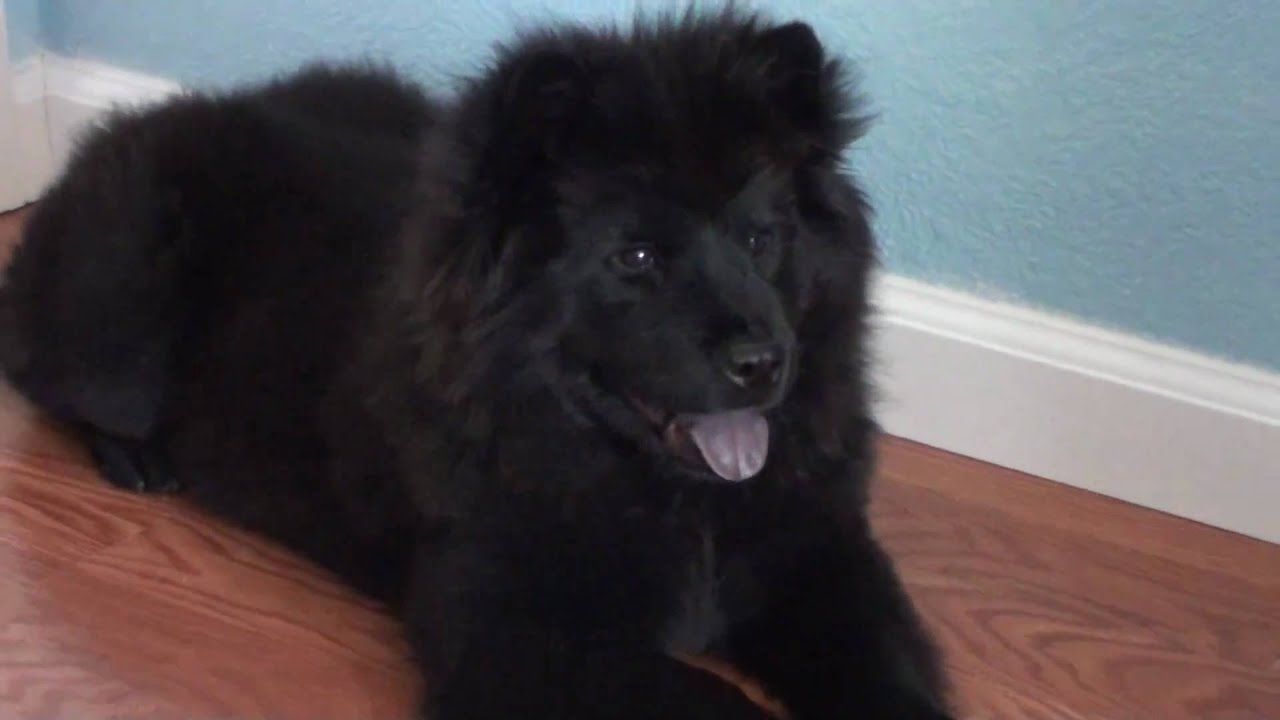 beautiful black chow chow puppy - YouTube
