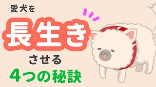 犬の長生きの秘訣は？免疫力アップさせる4つのポイント