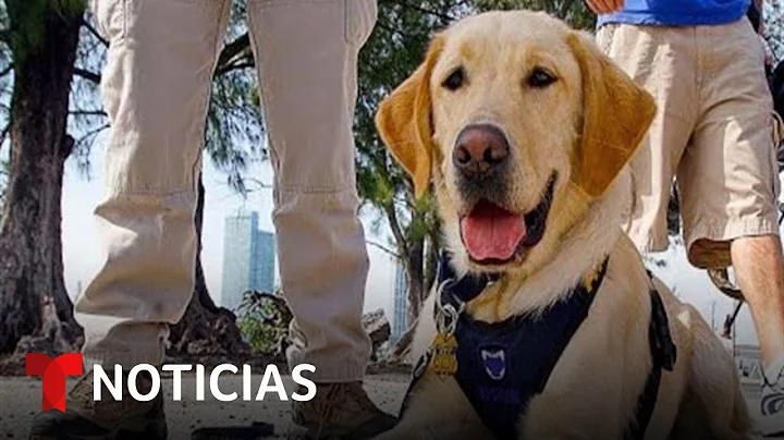 Perros detectores de explosivos vigilarán el Super Bowl LVI | Noticias Telemundo