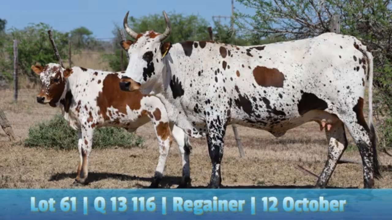 Lot 61 | Q 13-116 | Qhina Ngunis by die Nguni Regainer Veiling op 12 Oktober 2023