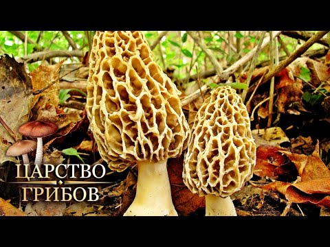 Видео: Сколько живет гриб-сморчок?