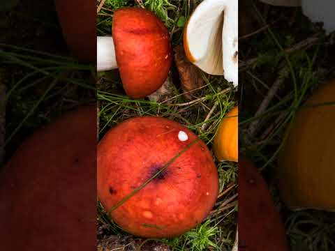 Сыроежка болотная (Russula paludosa) short #shorts