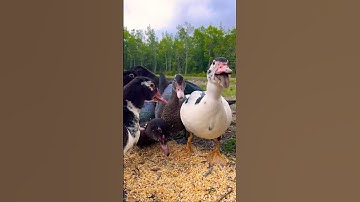 🦆DINNER on the farm | MUSCOVY DUCKS eating on the homestead #backyardfarming #homesteading #ducks
