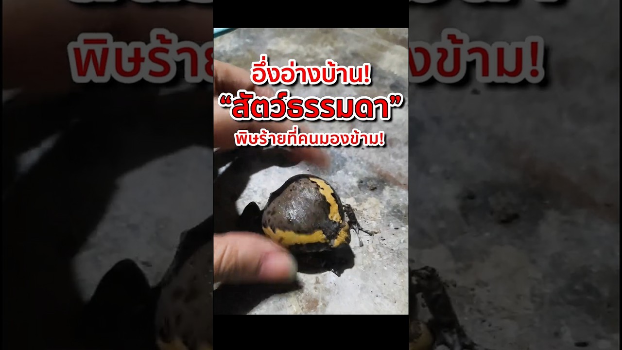 อึ่งอ่างบ้าน สัตว์ธรรมดา พิษร้ายที่คนมองข้าม! #อึ่งอ่างบ้าน #kaloulapulchra #พิษจากสัตว์ #อึ่งอ่าง