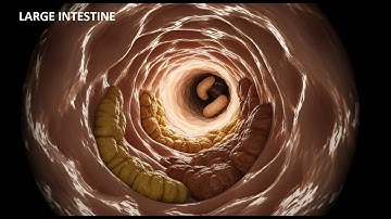 How Your Body Turns Food into Poop | Human Digestive System Animation