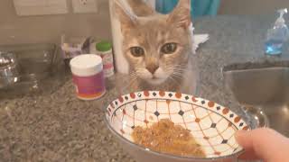 Cat Num Nums ASMR by catatainment 66 views 3 months ago 56 seconds