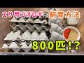 エサ用コオロギの飼育方法　８００！？