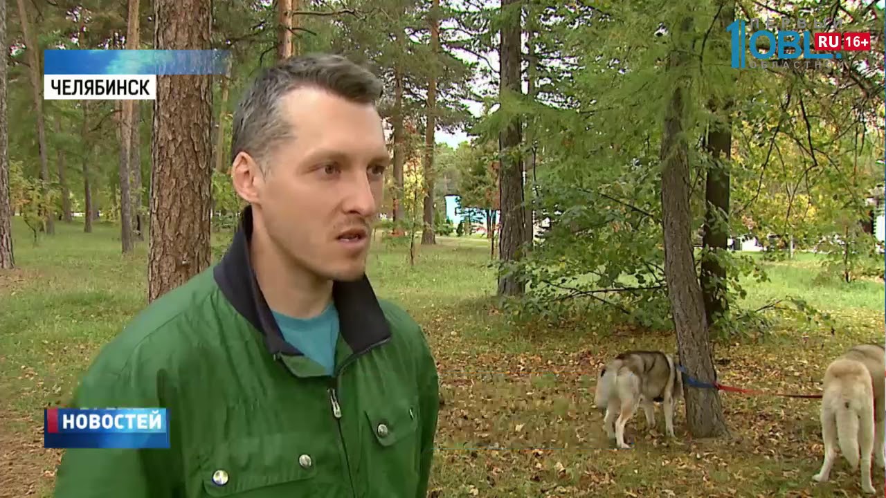 В Челябинске появилась услуга выгула собак - YouTube