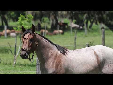 Lote 25 Linda Moça das Três Estâncias