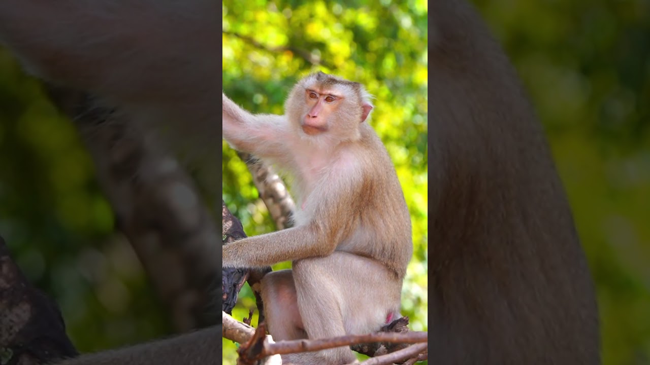 Мока и Мокен по-прежнему самые очаровательные обезьянки 