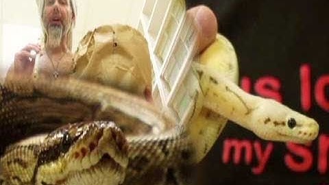 Snake Bytes TV - Pinstripe Ball Python