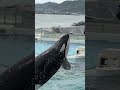 豪快な大技スカイロケット シャチ (ララ&ベテランシャチトレーナー ) :鴨川シーワールド シャチショー / kamogawaseaworld orca killerwhales show