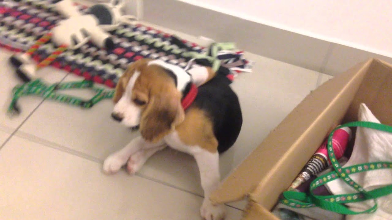 puppy zoomies beagle puppy zoomies moment with chew toys puppy zoomies beagle puppy zoomies moment with chew toys