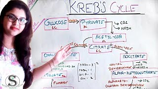 Krebs Cycle //  make it simple // TCA Cycle // krebs cycle in Hindi