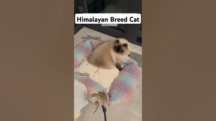 Video 8495131: breeds persian cats siamese, himalayan cat siamese, persian cat cross breed