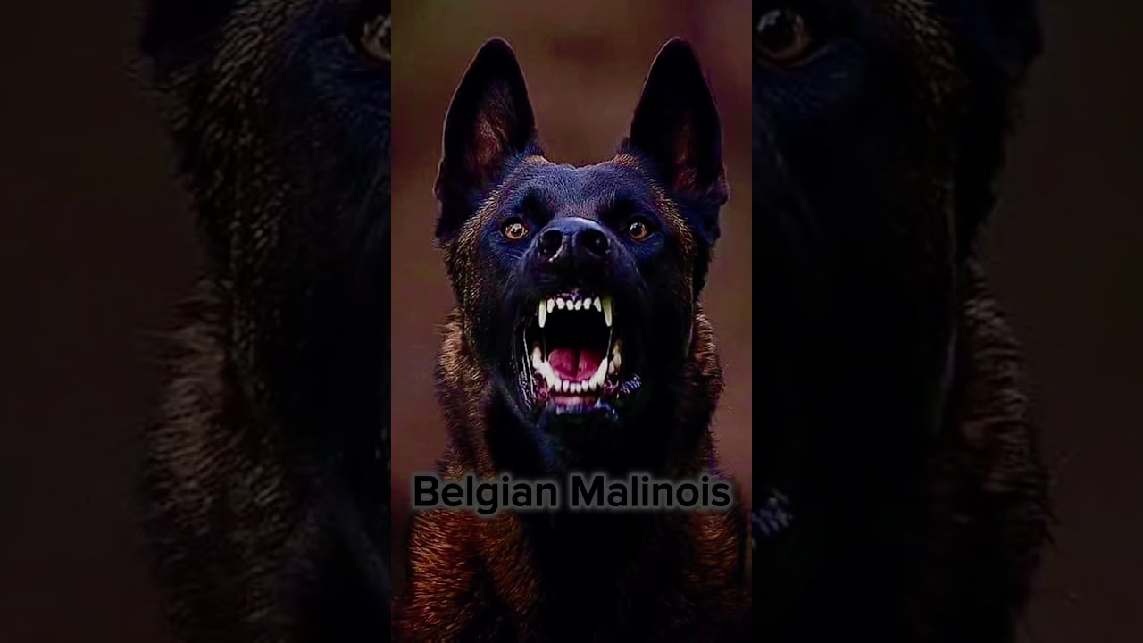 THE TOP 10 BEST GUARD DOGS 