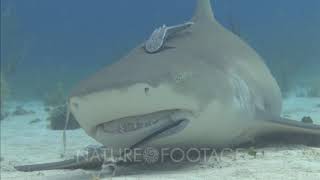 Lemon Shark Being Cleaned By Remora
