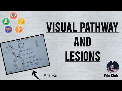 Visual Pathway Physiology and Lesions | Visual Field Defects || Special ...