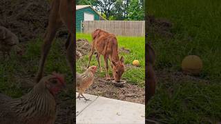 Calf snacks and nosy chickens 🐄🐓 #backyardfarming