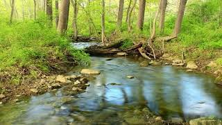 Loving-Awareness Meditation--A Guided Practice Integrating Tonglen Meditation and Polyvagal Science