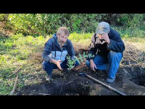 СУПЕРЗАКЛАДКА ЖИМОЛОСТИ!  Сажайте жимолость в середине осени.