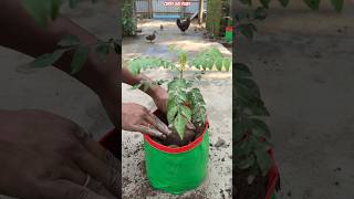 😱 Curry Leaf Plant Growth Secret REVEALED 🌿 Kitchen Waste + Leaf Compost Trick! #shorts #growbags