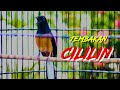 Tembakan Murai Batu Full Cililin Buat Masteran Murai Batu Agar Nembak Cililin Mp3 - Mp4 Download