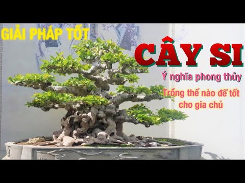 Video: Ficus microcarpa: chăm sóc tại nhà, ảnh
