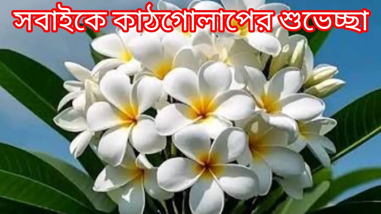 বন্ধুরা কে কোথায় আছো সবাই জয়েন হয়ে যাও লাইভ আড্ডায়🌹🌹🌹🌹