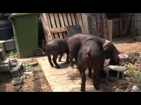 შემიფასეთ ბურვაკები.....დედით დანიური დუროკი---მამით ჰემშირი...