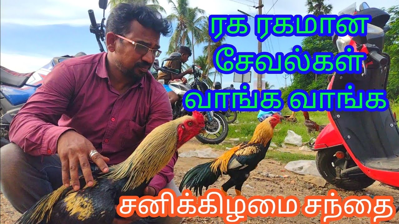 ரகமான சேவல் வாங்க சனிக்கிழமை சந்தை வாங்க #அன்னூர்சந்தை#kovai #henna #market #livestockmarket #மக்கள்