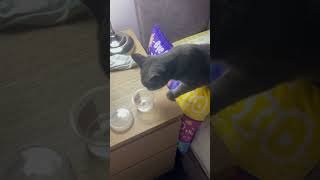Spa with Gigi; Your Feline Therapist: Treat Time, Slime Time and Cat Massage #cat #catvideos
