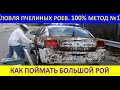 Ловля пчелиных роев. 100% метод №1. Как поймать большой рой.