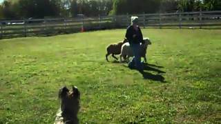 Briard B Herding Sheep 2