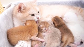 Mother cat gently cares for and massages the kittens.