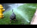 Sprinkler!