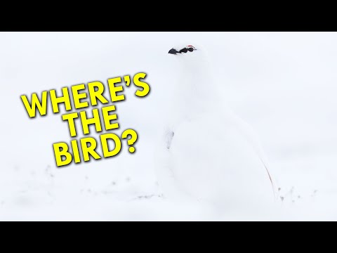 Video: Hoe smaakt sneeuwhoen?