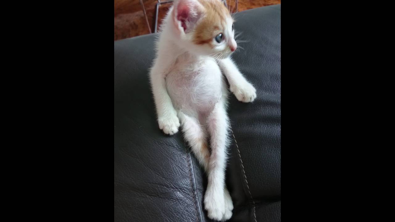 Yuzu the Cat Cute kitten funny belly licking YouTube