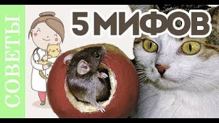 Основные мифы в кормлении кошки. ТОП 5 мифов. Часть 1 Основные мифы в кормлении кошки. ТОП 5 мифов. Часть 1
