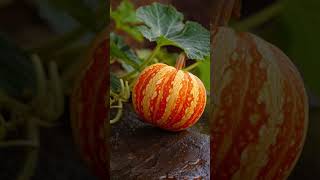 Power Veggies You Didn’t Expect (Ep. 2 – Squash, Spinach &amp; Beets)