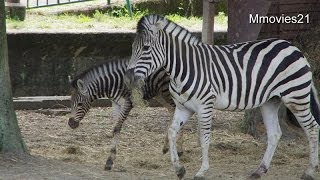 Baby zebra~グラントシマウマの赤ちゃん(熊本市動植物園)