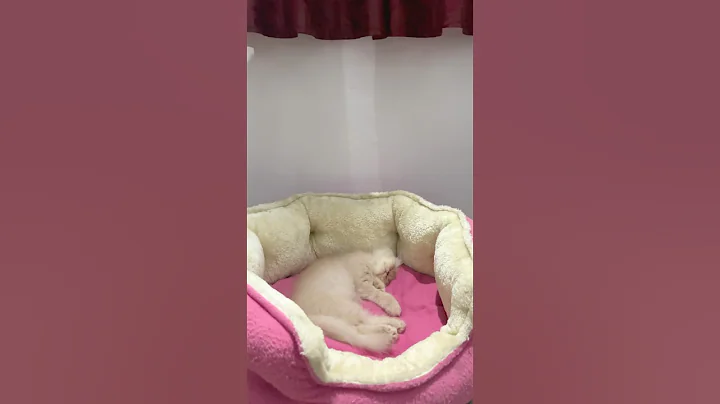 Watch the video about എന്റെ വാവേ..അമ്മയുടെ മുത്ത്🥰#shorts #trending #petlovers #viralvideo #malayalam #catlovers #kitten