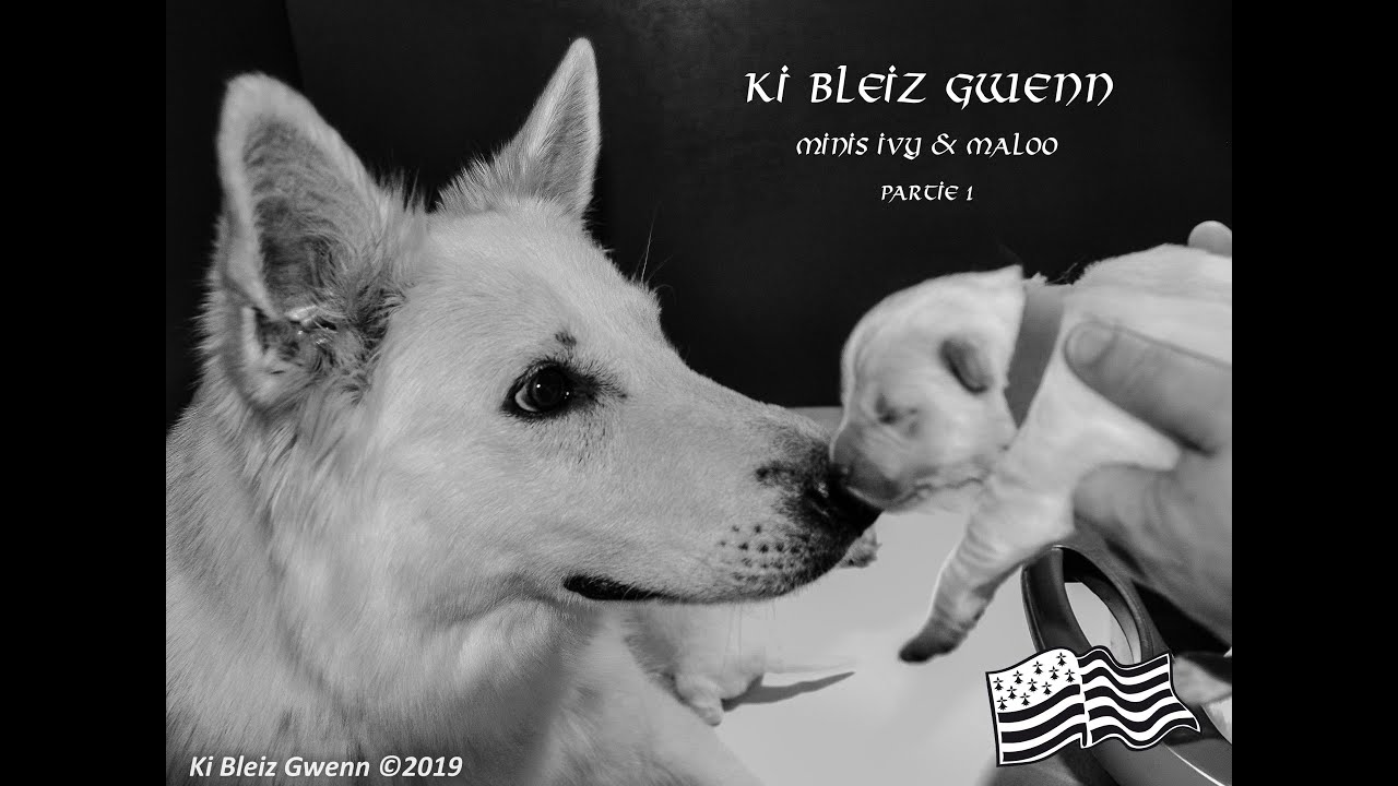 Ki Bleiz Gwenn Minis Ivy Maloo Partie 1 Youtube