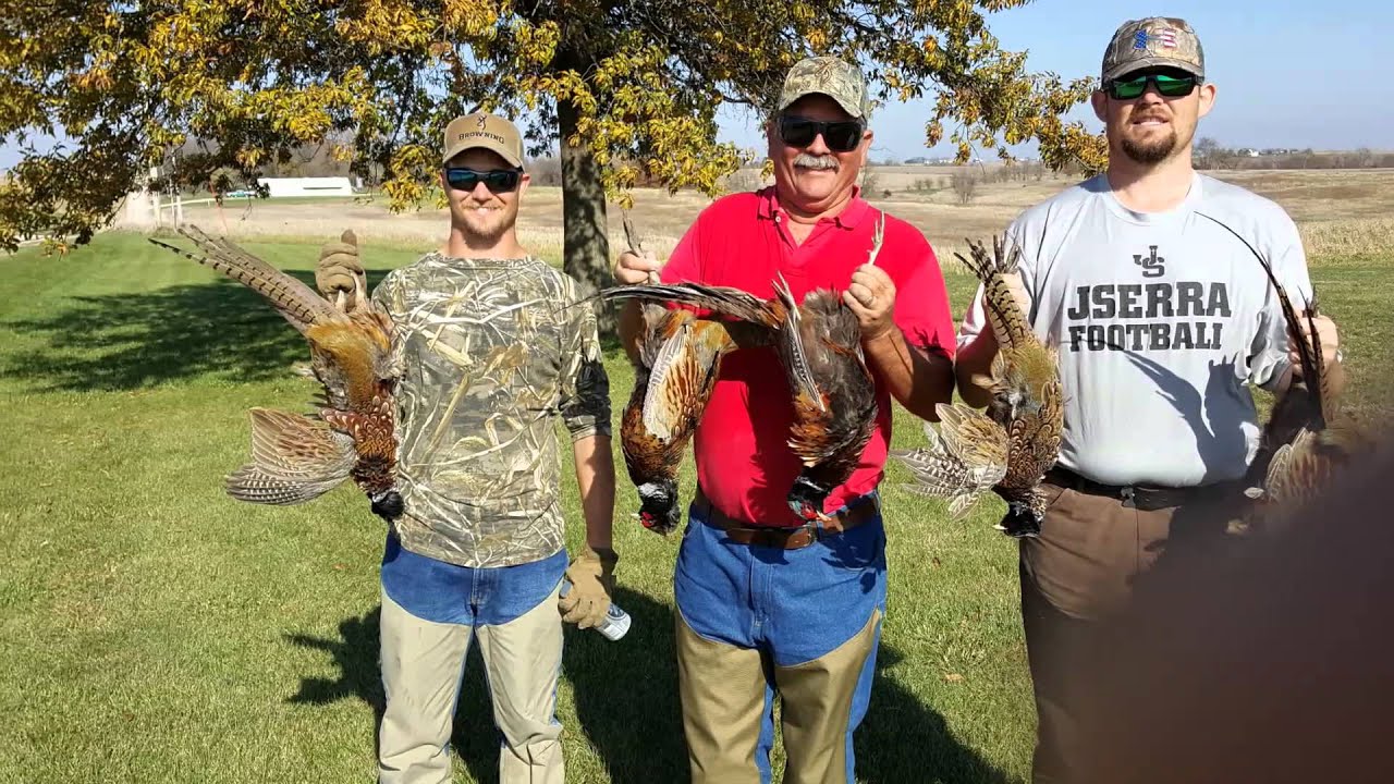 2015 Opening day Iowa pheasant season. Good times YouTube