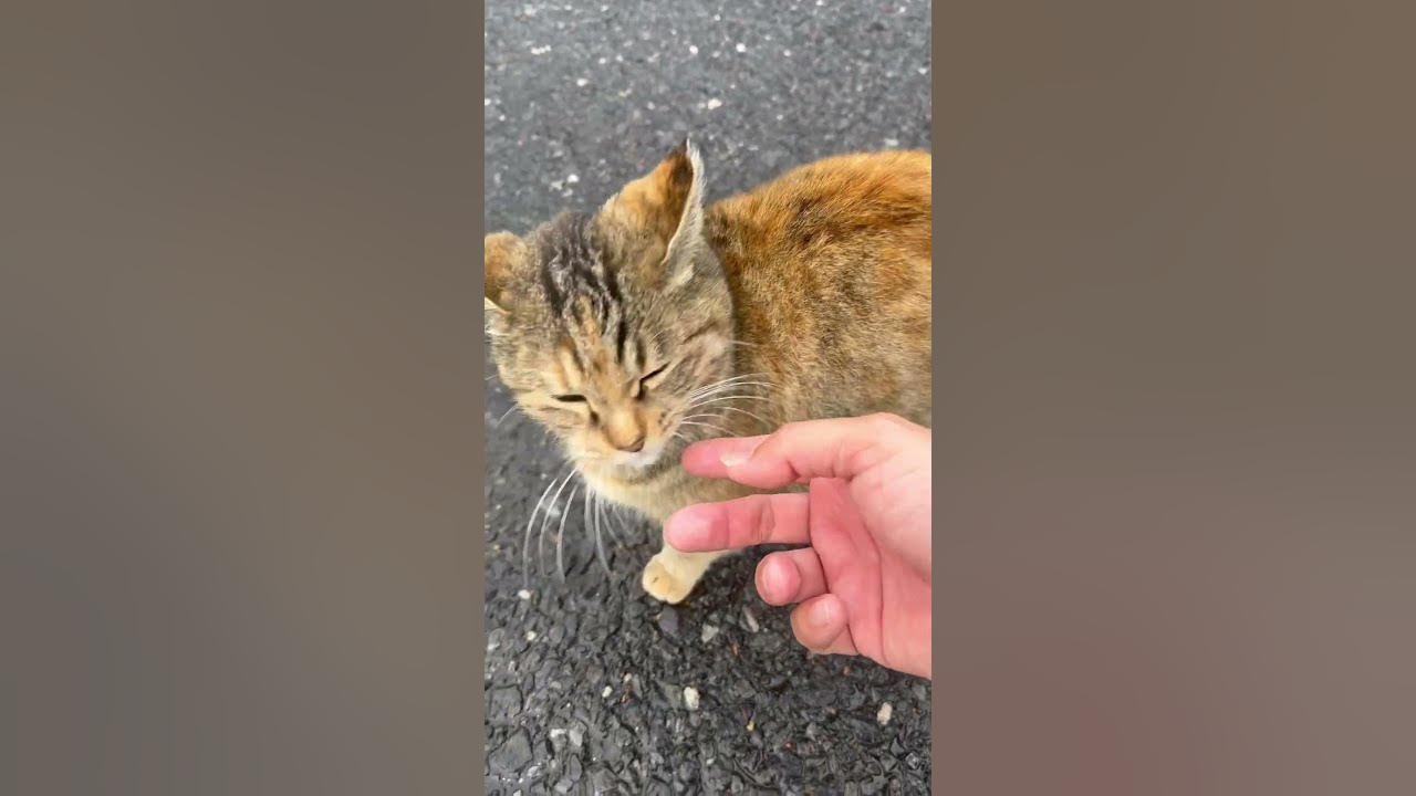 杉村(´Д` ) YouTube