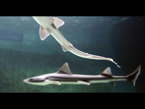 Shark has 'virgin