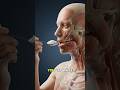 What Happens Inside Your Body When You Eat White Rice